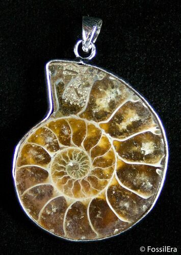 Polished Ammonite Pendant #2594